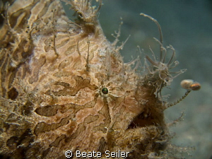 Frogy close up by Beate Seiler 